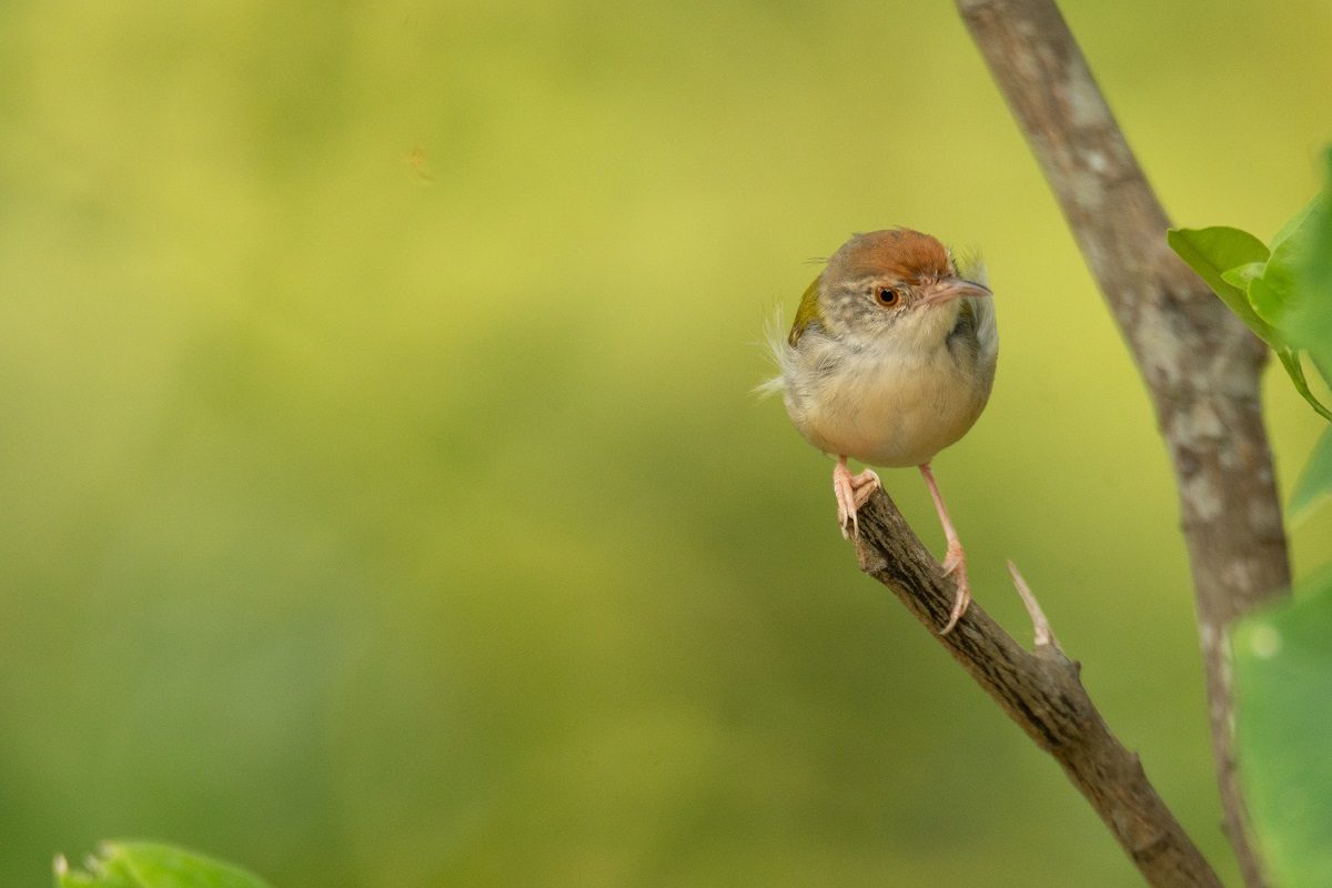 comment attirer les oiseaux dans un jardin