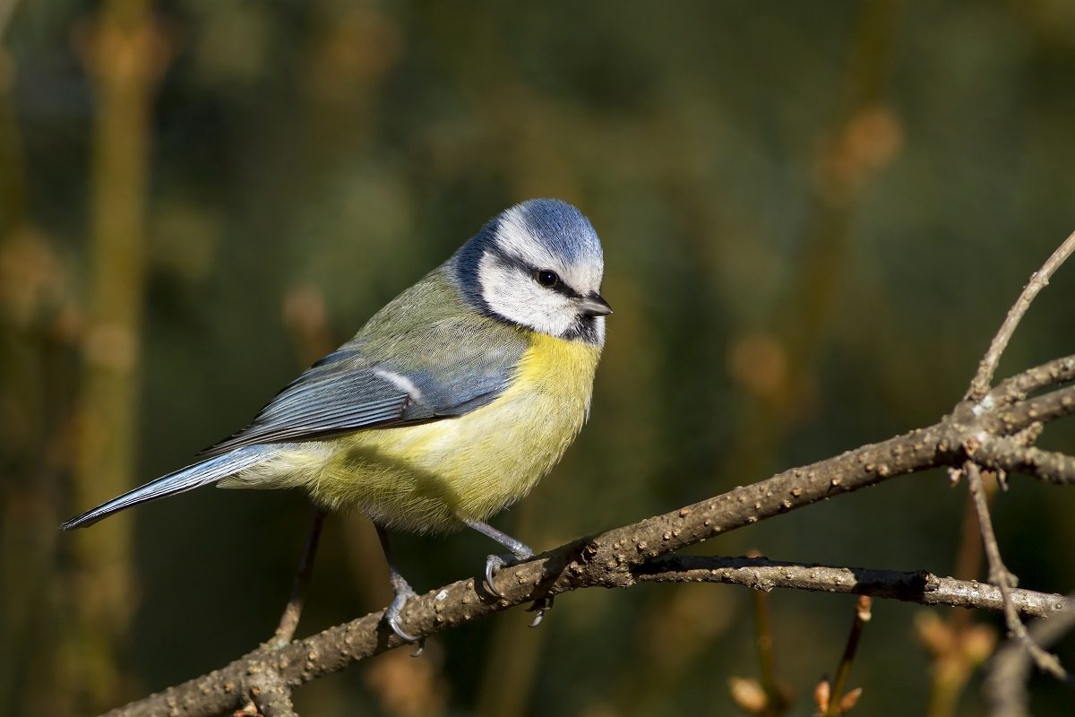 ecologie conservation des oiseaux urbanisation