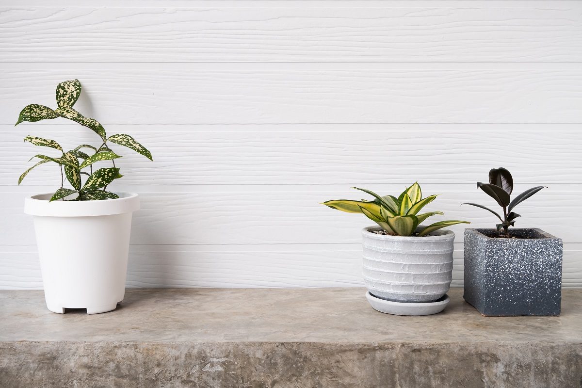 meilleures plantes pour purifier l'air