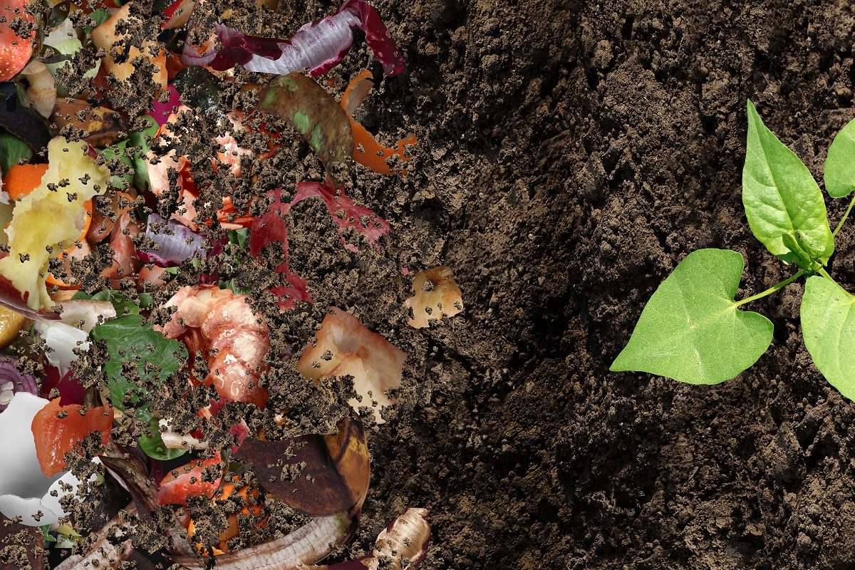 Biodégradable et compostable différences