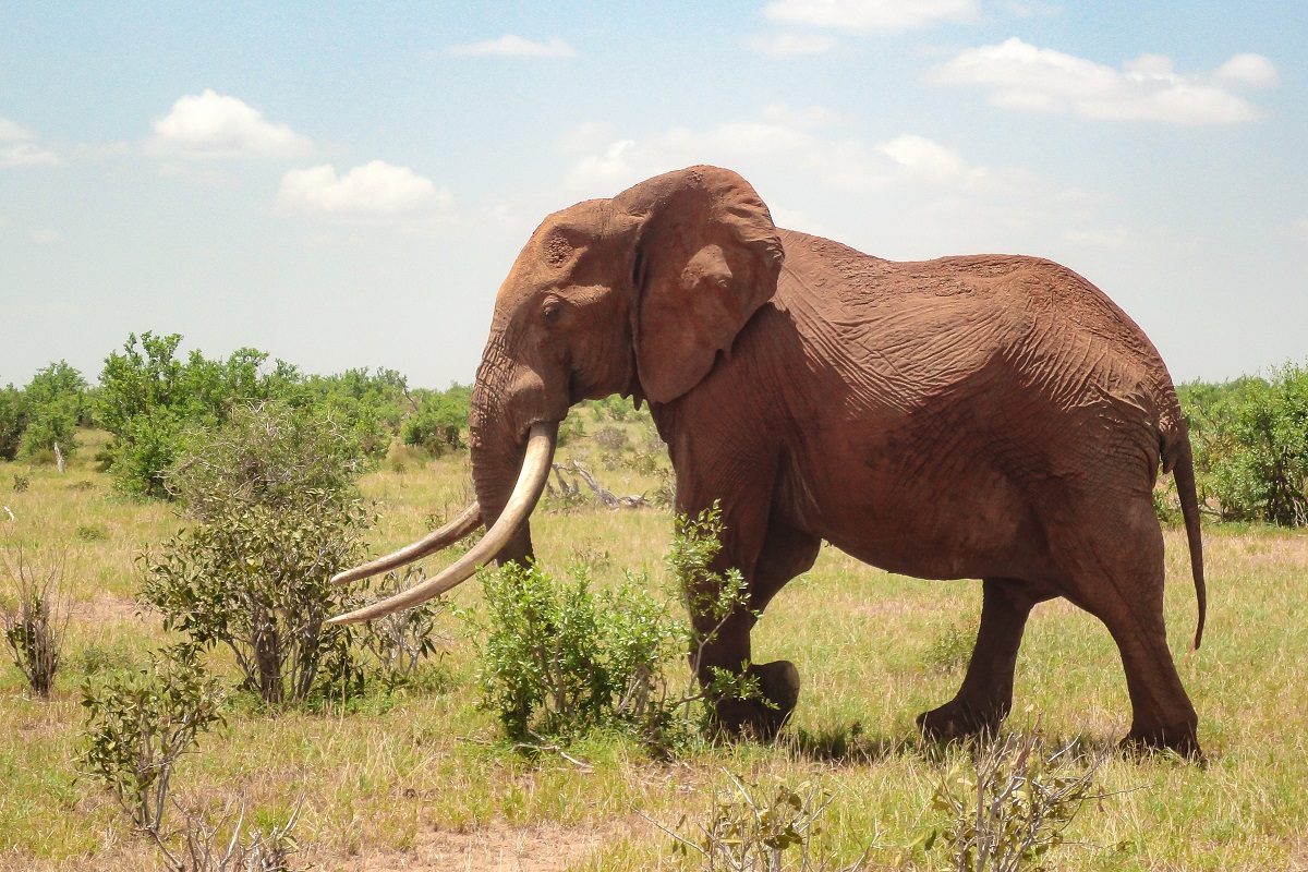 écotourisme au kenya