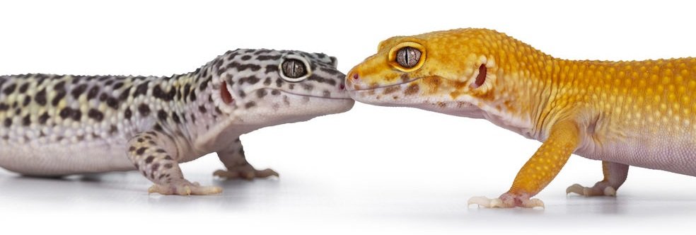 geckos léopards