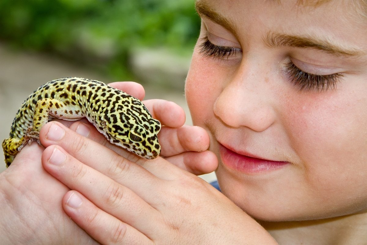 gecko léopard bon animal de compagnie