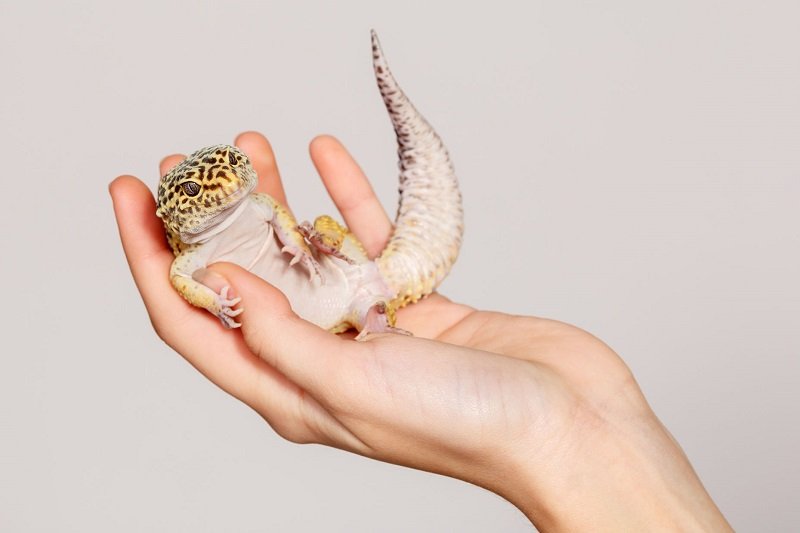 gecko leopard dans main