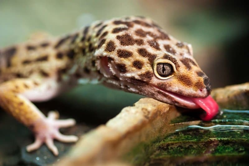 gecko leopard qui boit