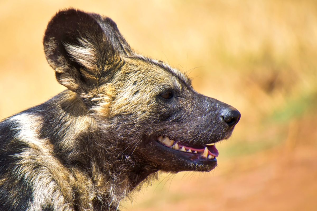 lycaon afrique voie de disparition