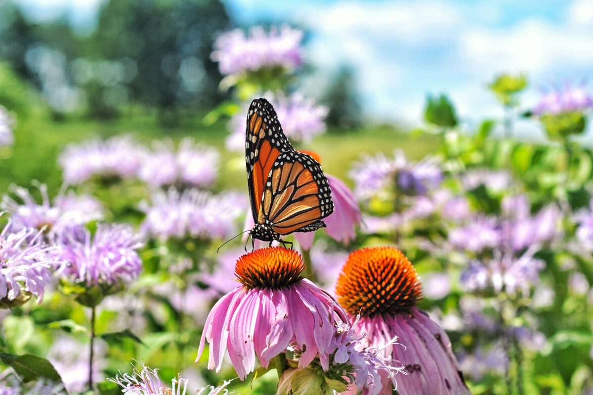 comment attirer la faune dans son jardin