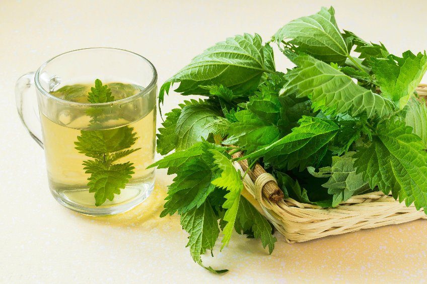 infusion d'ortie