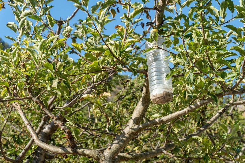 Comment Faire un Piège à Mouches Efficace Avec une Bouteille en Plastique., Recette