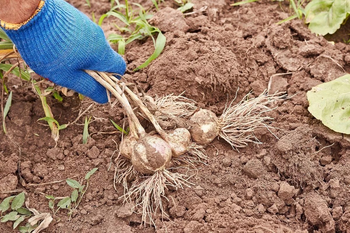 quand récolter l'ail