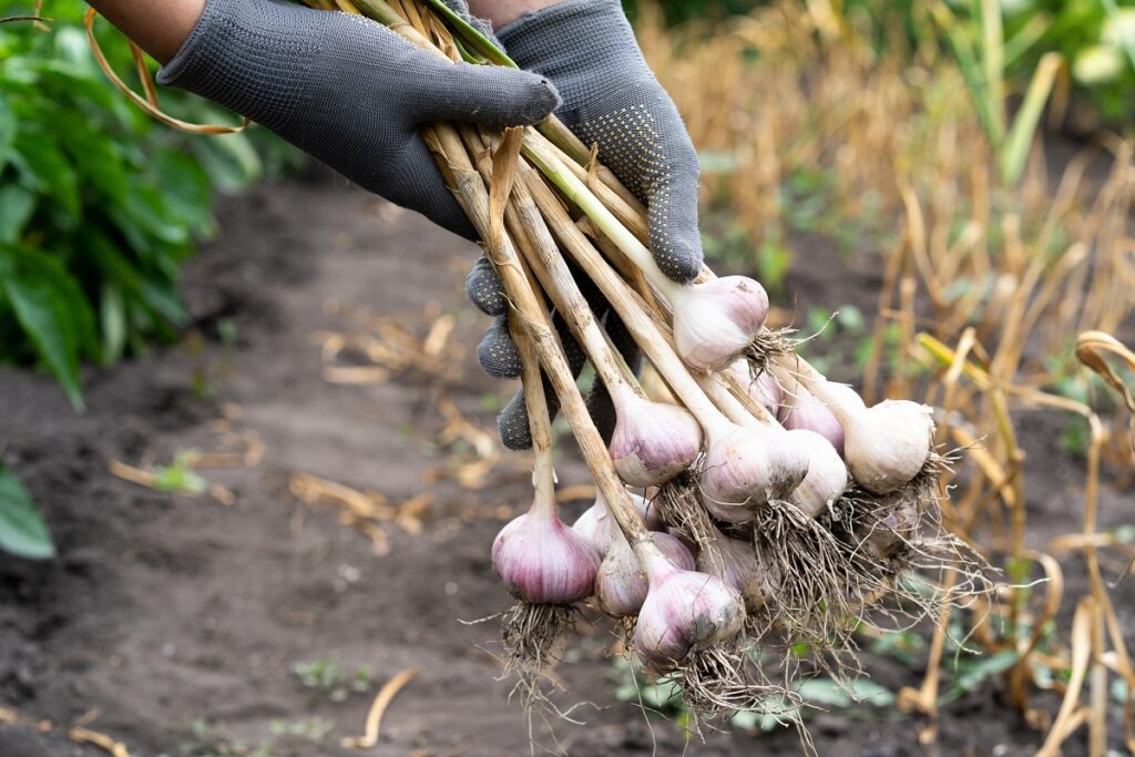 récolter l'ail