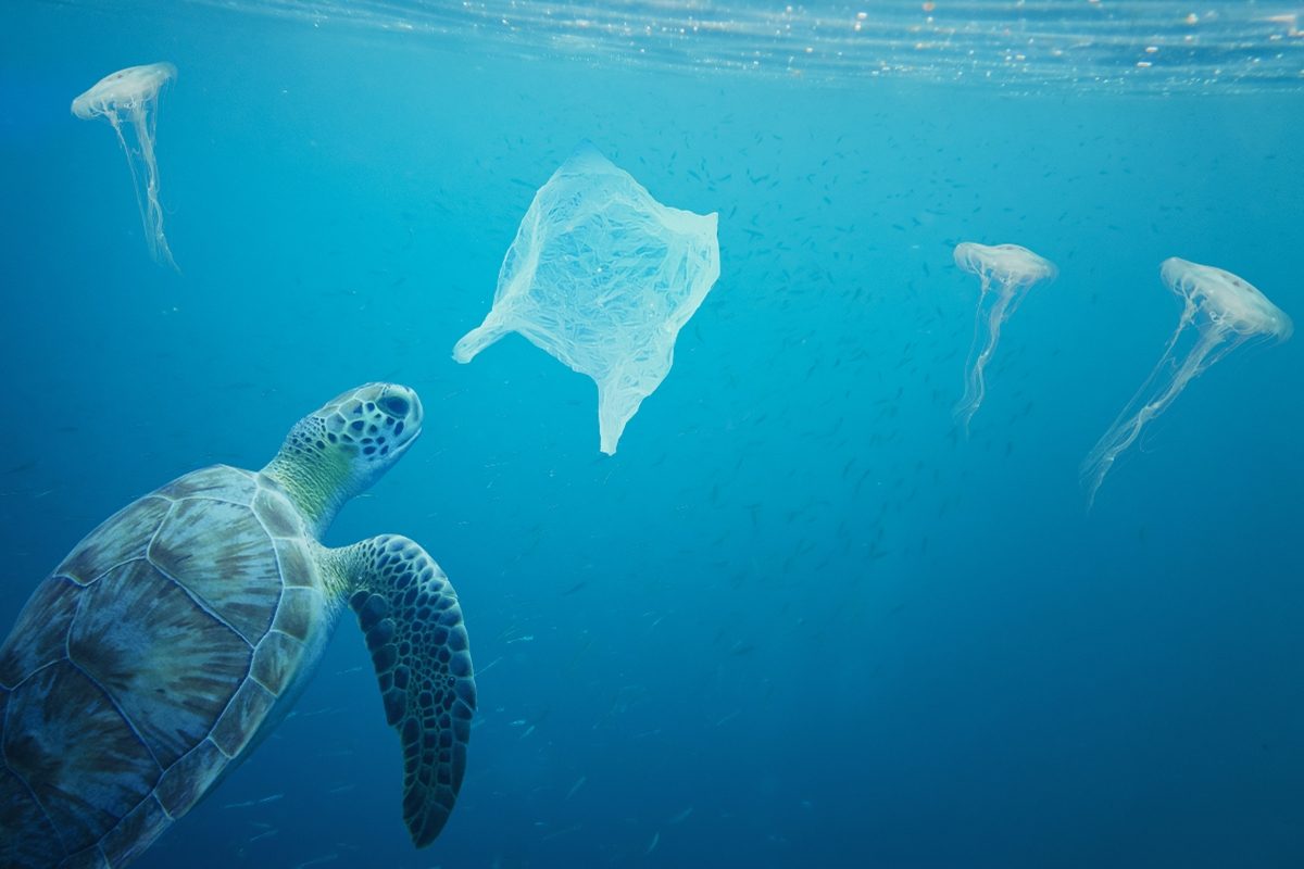 Comment la pollution plastique affecte-t-elle la faune marine