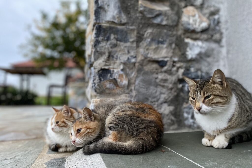 famille d'accueil pour chats