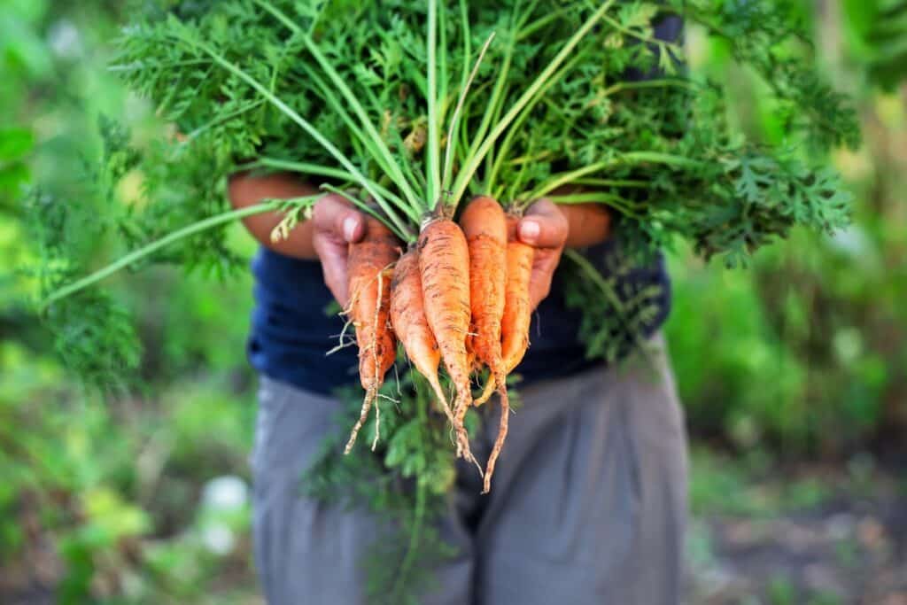 récolte carottes