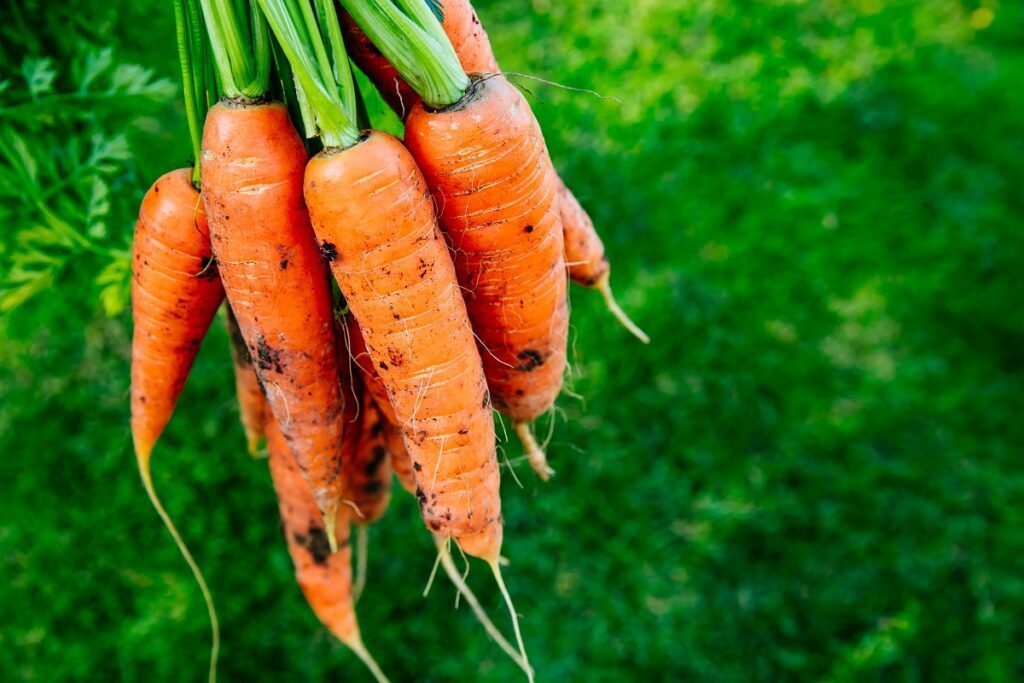 cultiver des carottes