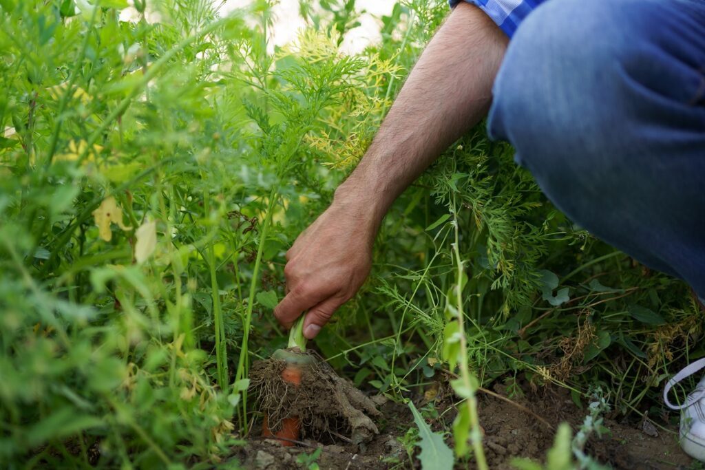 Comment cultiver des carottes