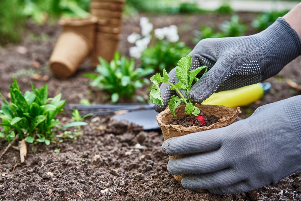 entretenir un potager