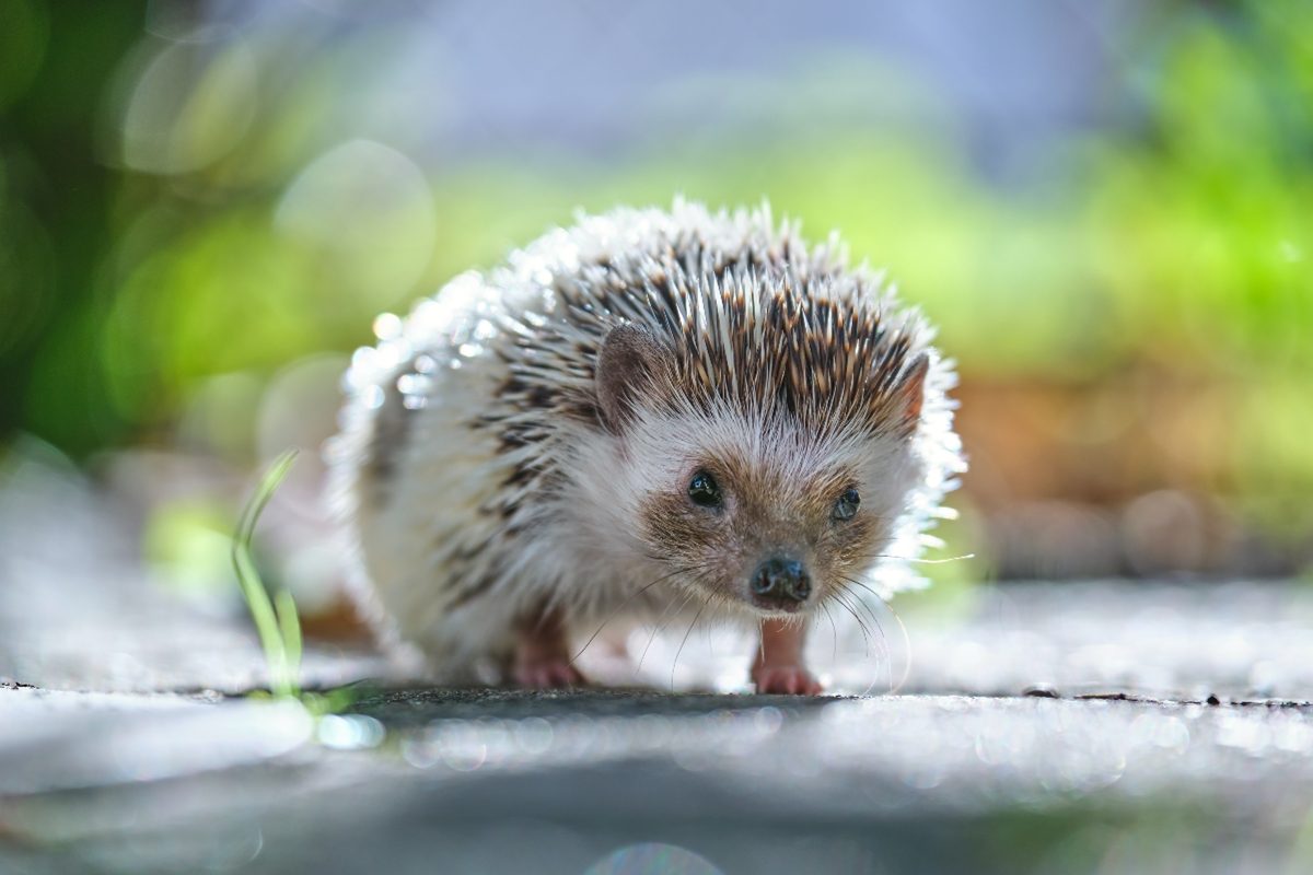 Comment les animaux peuvent être bénéfiques pour le jardin