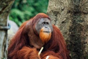 Quelles sont les conséquences de l'huile de palme sur les orangs-outans