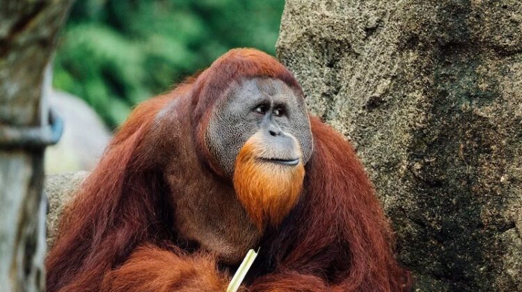 Quelles sont les conséquences de l'huile de palme sur les orangs-outans
