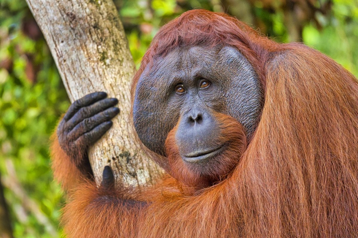 Quelles sont les conséquences de l'huile de palme sur les orangs-outans