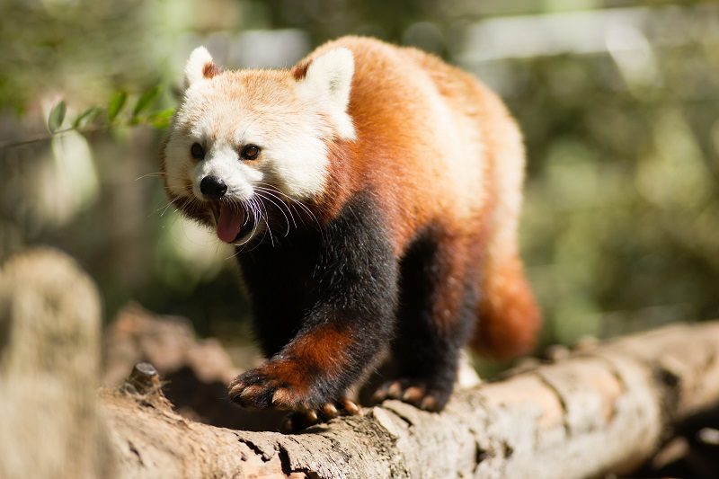 panda roux