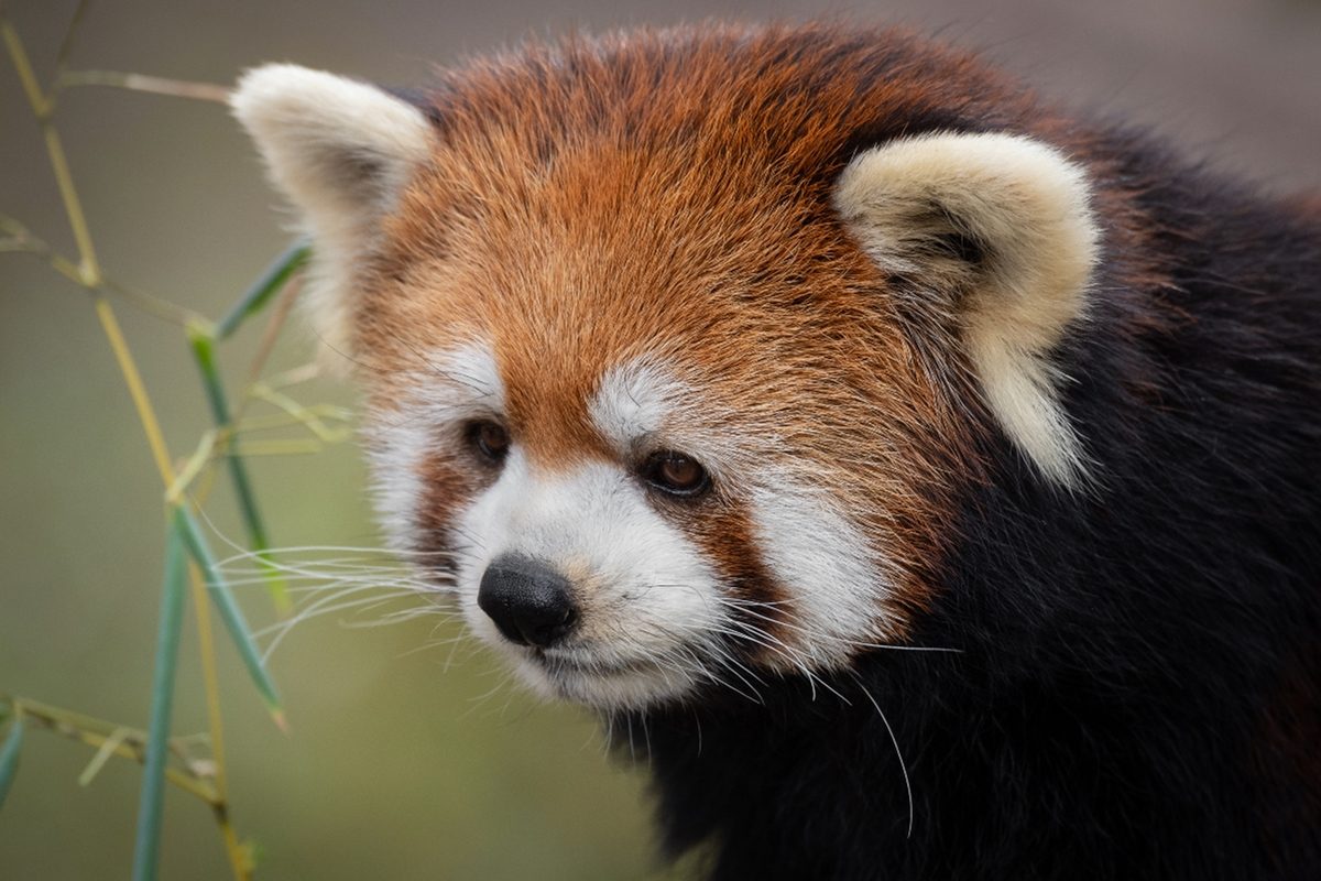 Pourquoi le panda roux est en voie de disparition