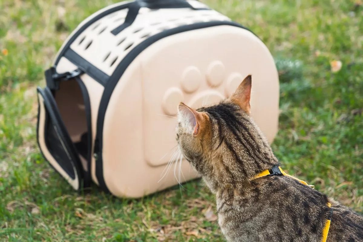 Quelle caisse de transport choisir pour mon animal