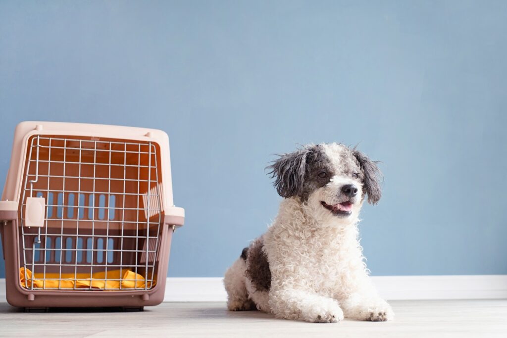 caisse de transport chien