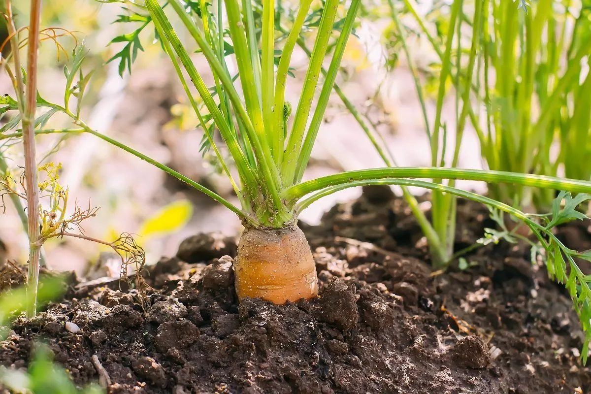 Comment cultiver des carottes