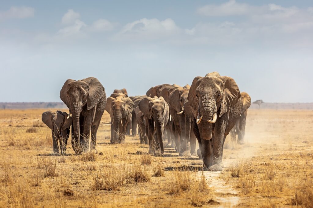 éléphants en afrique