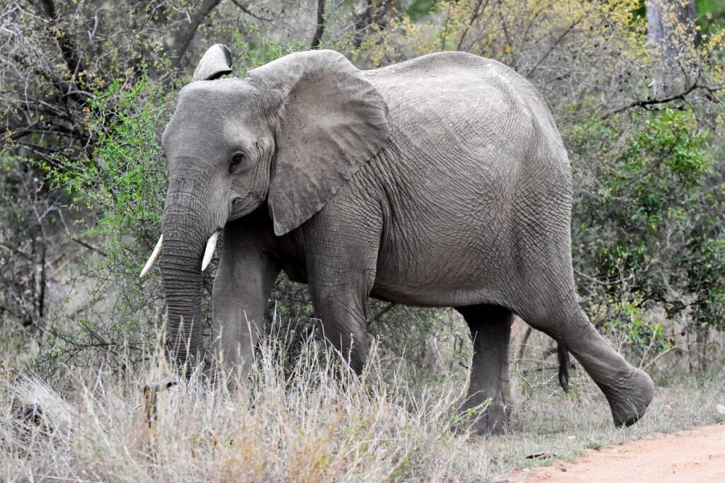 combien éléphants afrique
