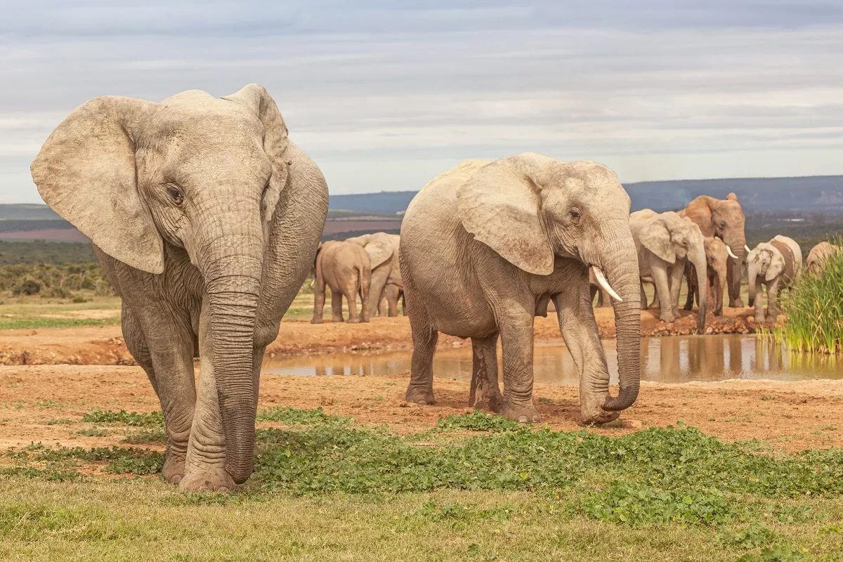 Combien d'éléphants existe-t-il en Afrique
