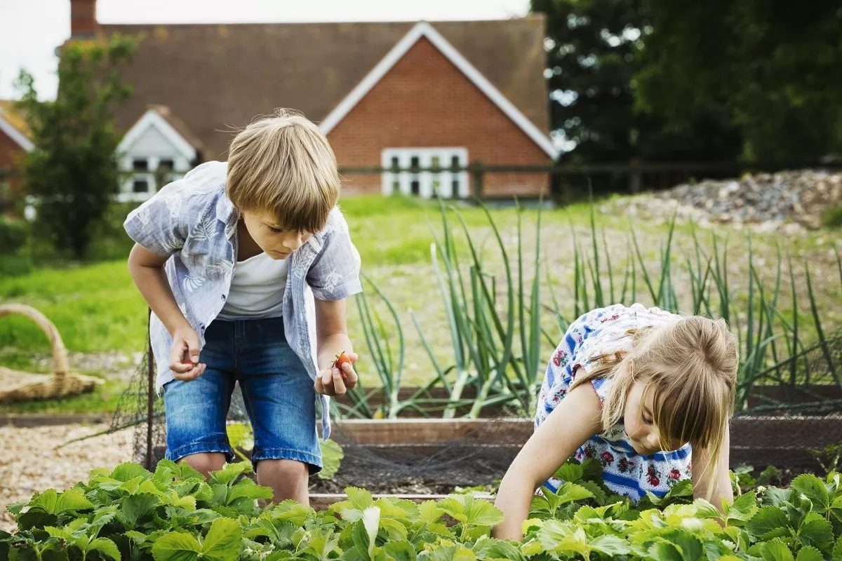 Comment entretenir un potager