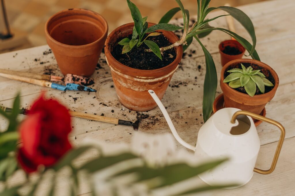 plantes grasses en pot jardin zen