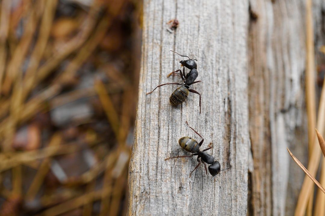 Les fascinants pouvoirs des fourmis