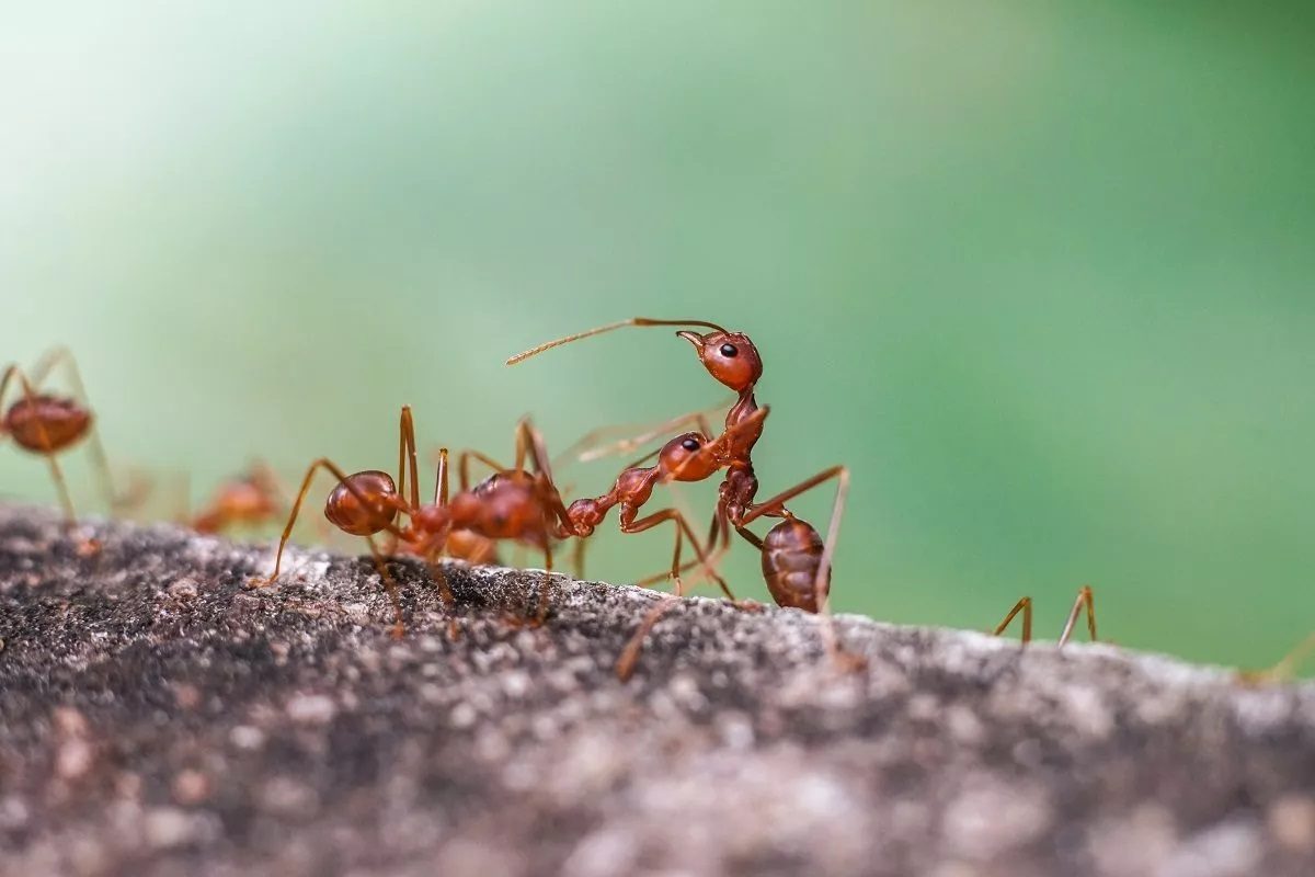 importance des fourmis