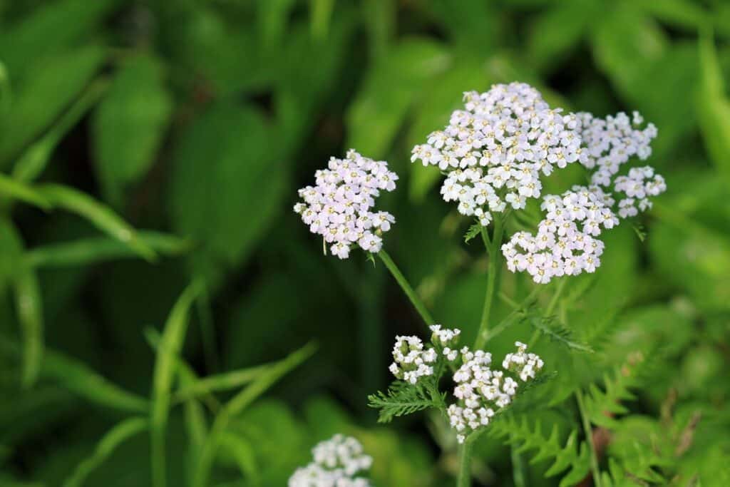 Achillée millefeuille