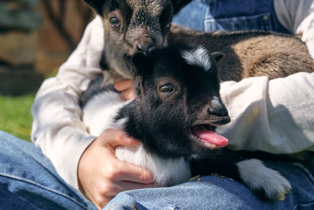 comment prendre soin d'une chevre naine