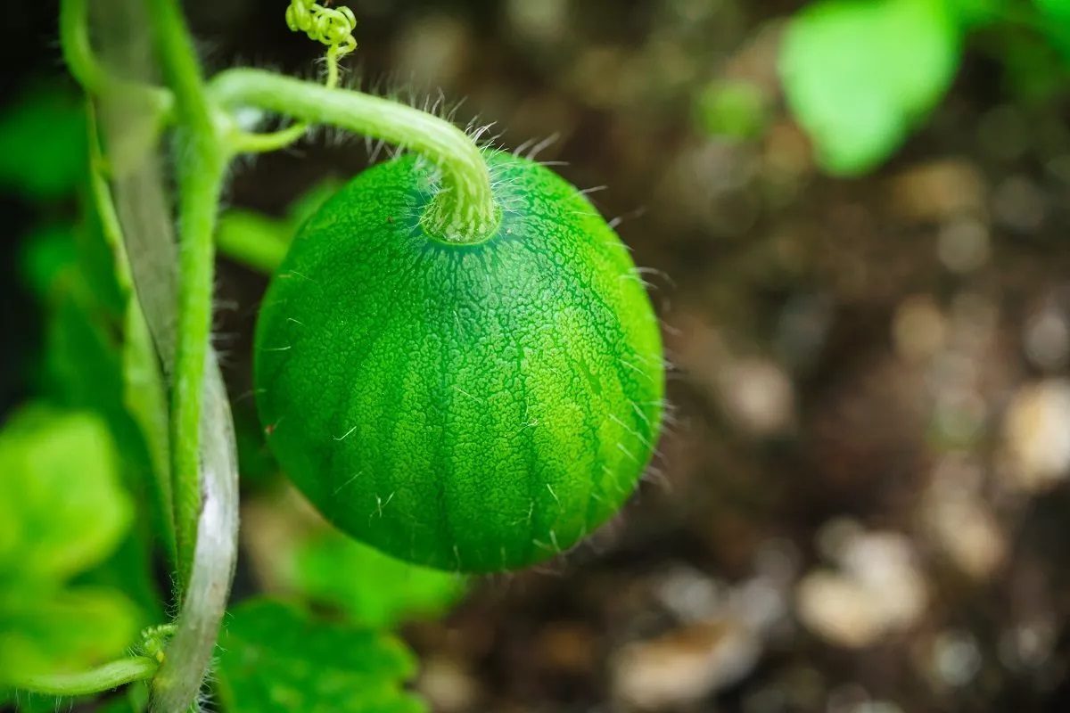 Comment planter des graines de pastèque