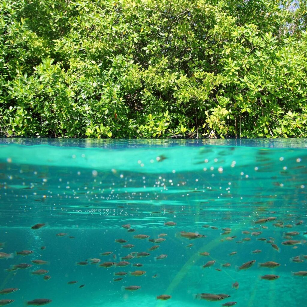 écosystème mangrove