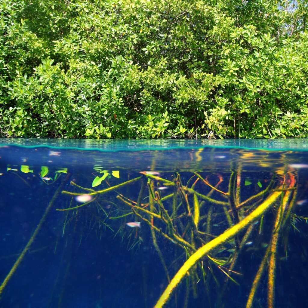 biodiversité des écosystèmes