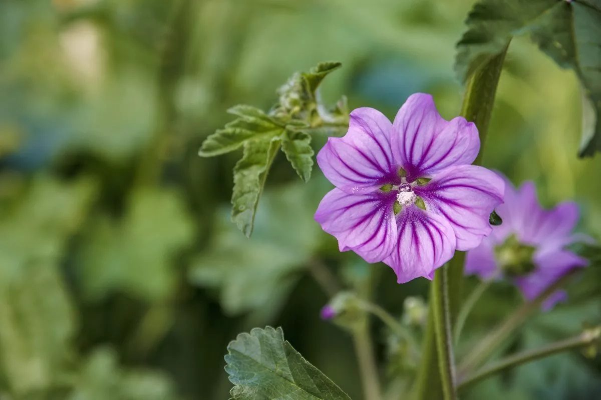 fleurs vivaces longue floraison