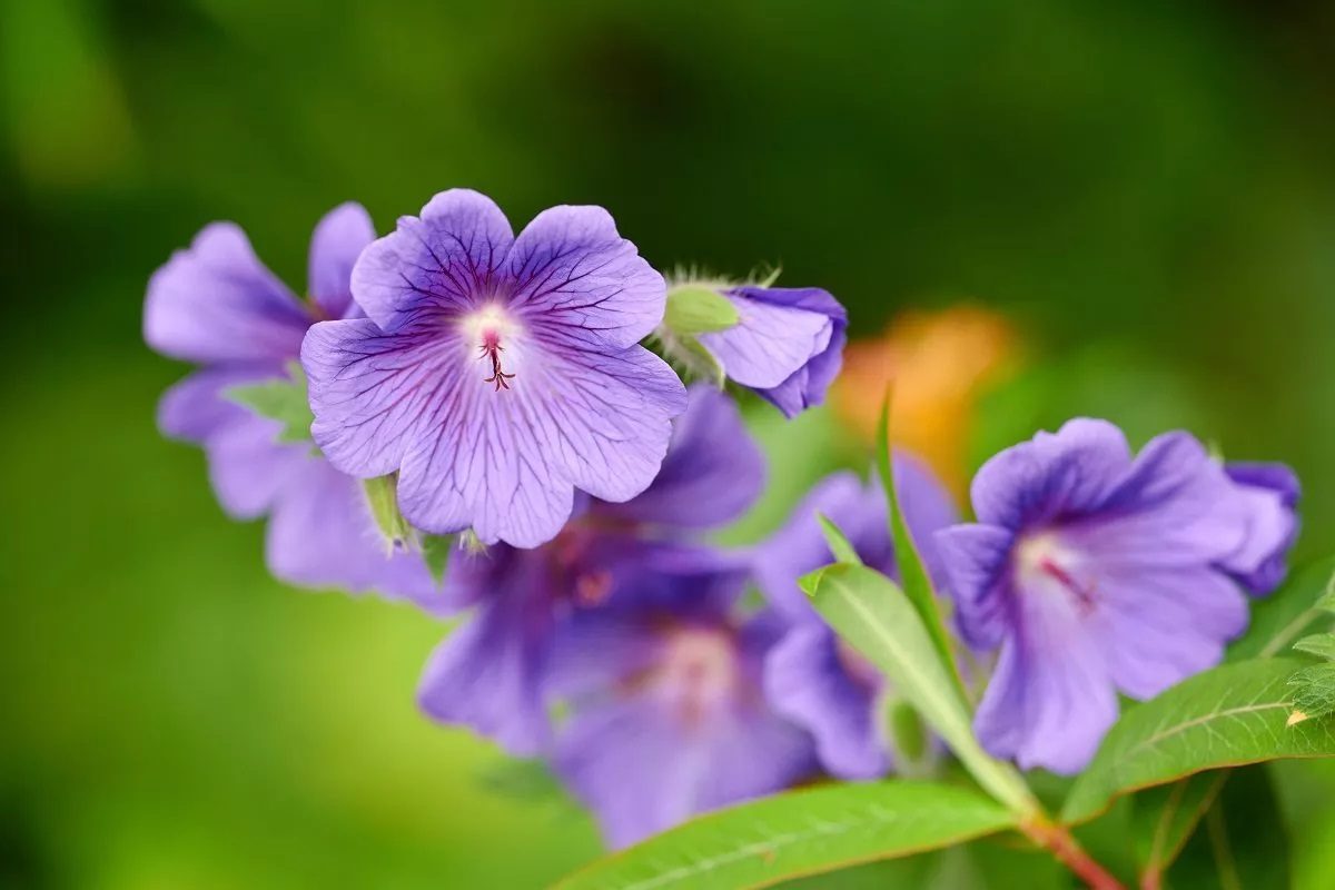 Géranium vivace longue floraison