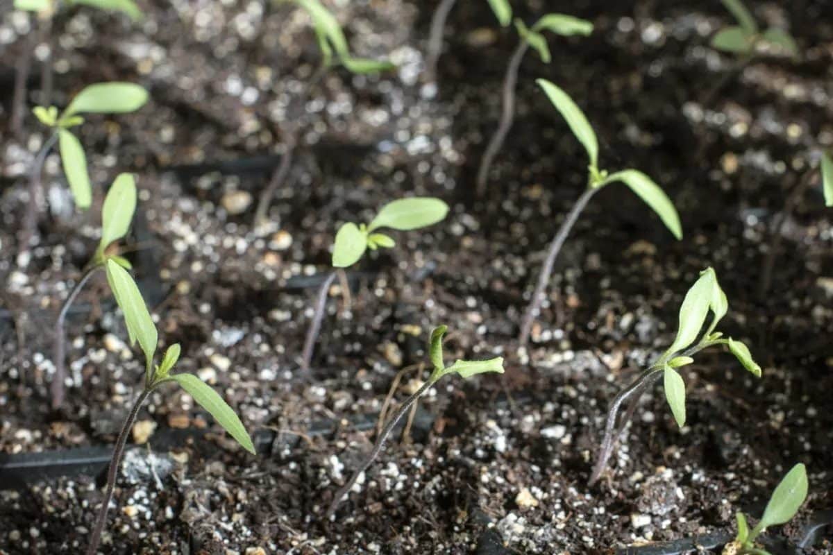 utilités des cotylédons de tomate