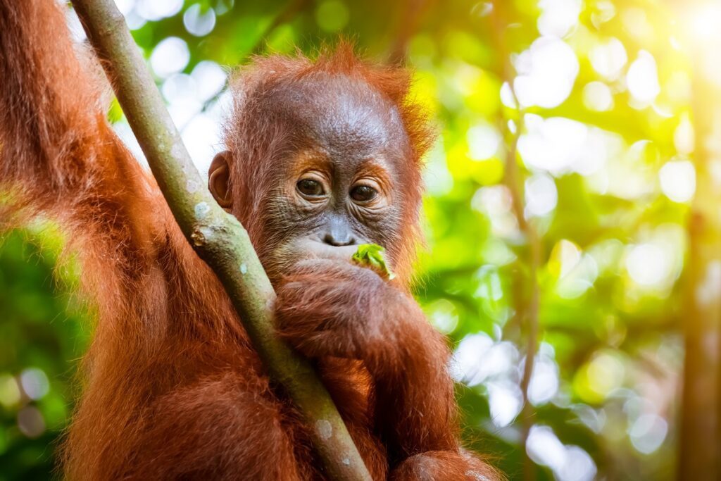 bébé orang-outan