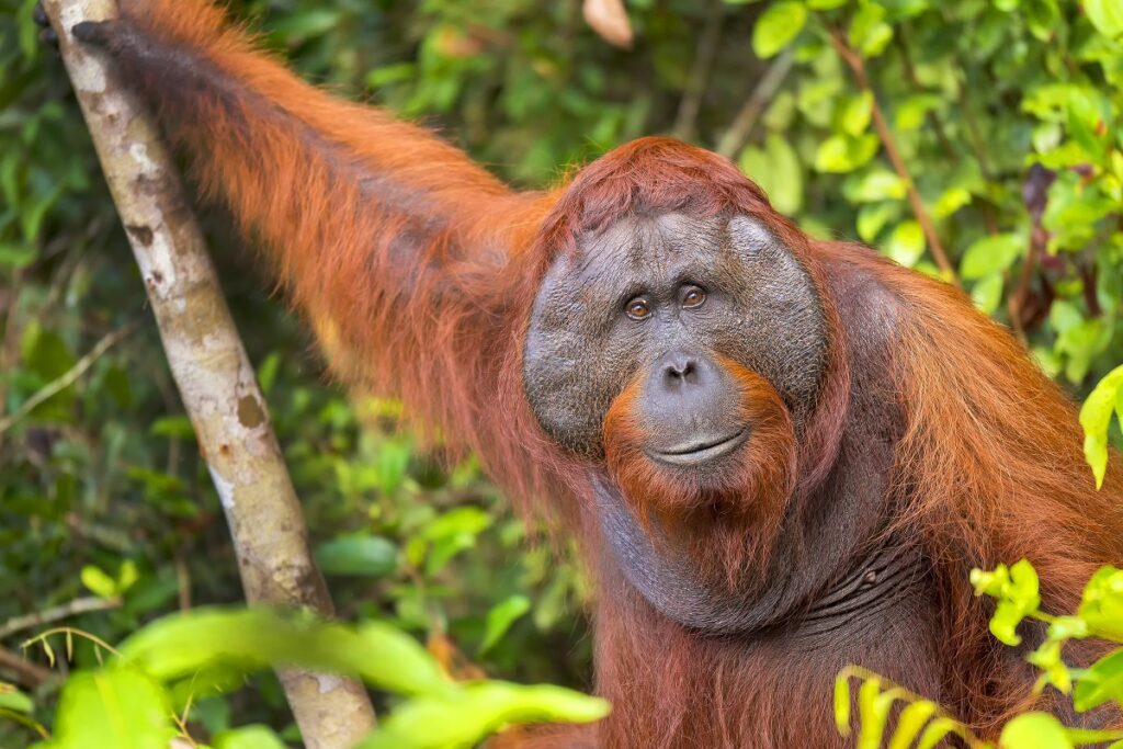 orang-outan en voie de disparition