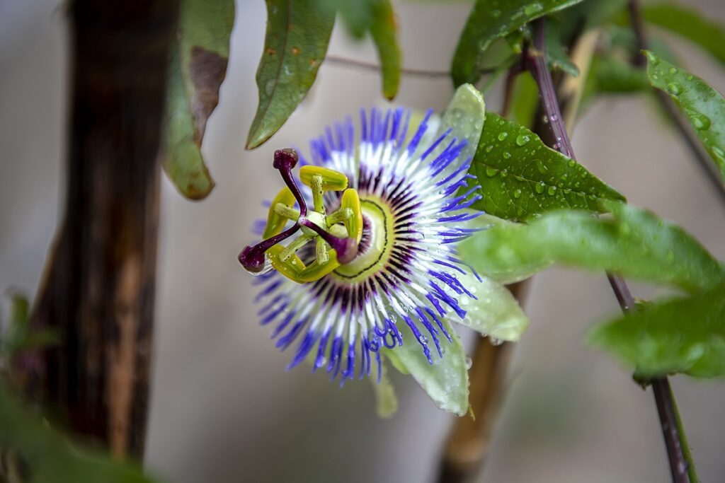 belle plante d'intérieur