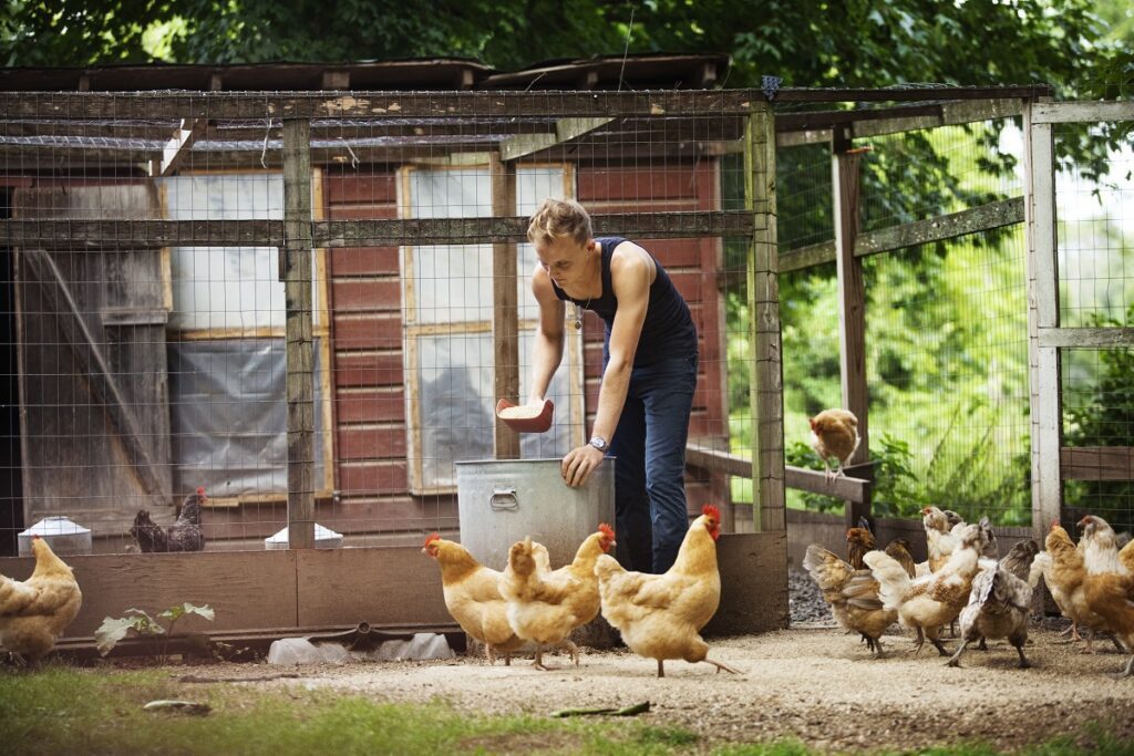 Pourquoi mes poules ne pondent plus