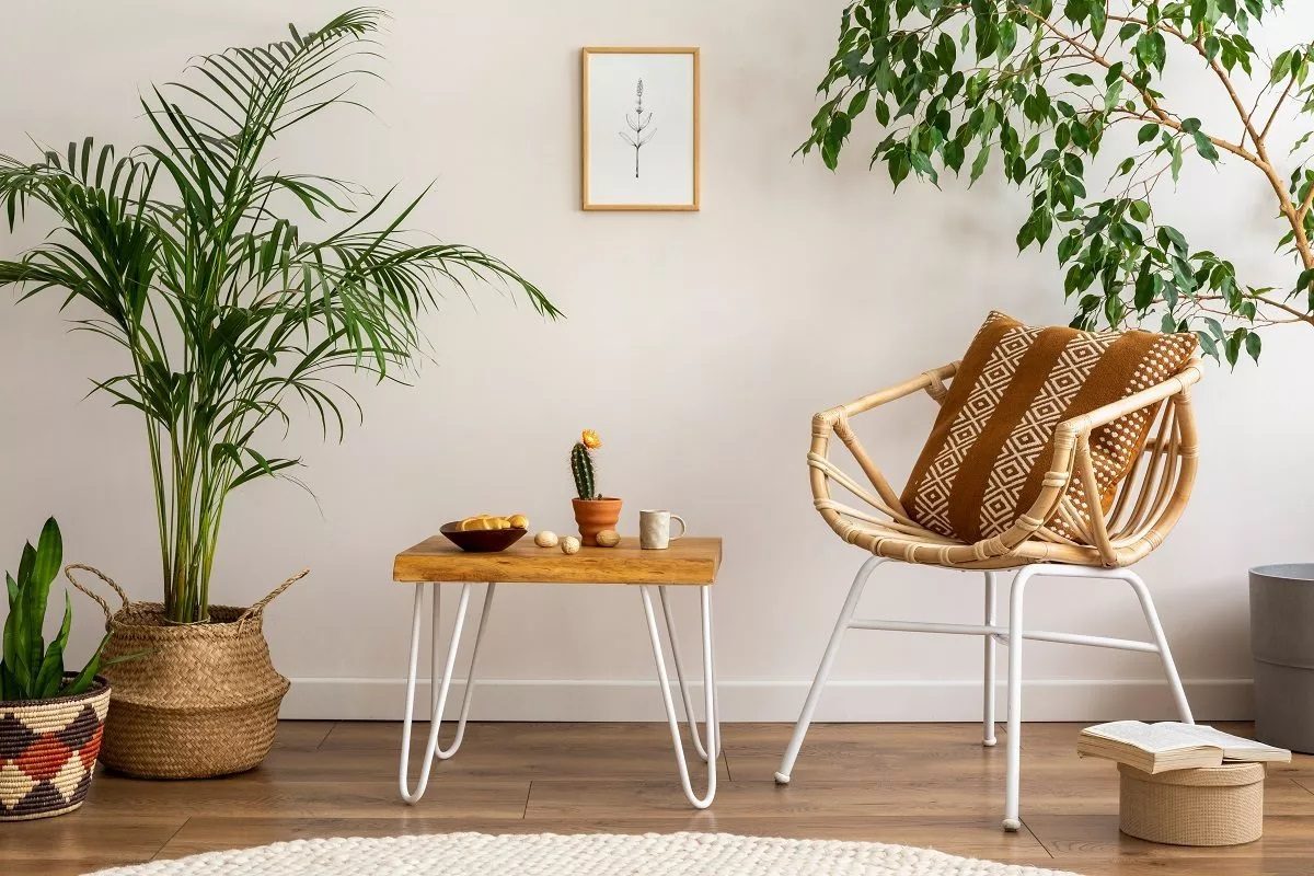 plus belles plantes d'intérieur pour décorer votre maison